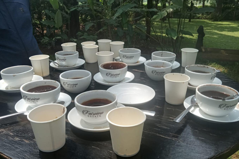 Coffee Farm Tour (Fairview)