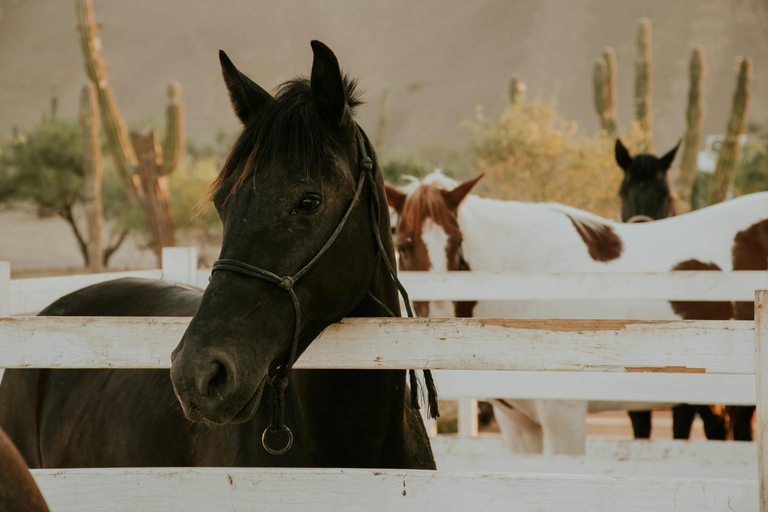 Aruba: Hidden Desert & Ocean Horseback Adventure Western Ride