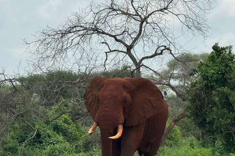 Diani: 5-Day Safari with Tsavo East National Park