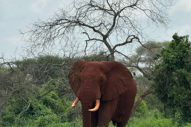 Diani: 5-Day Safari with Tsavo East National Park