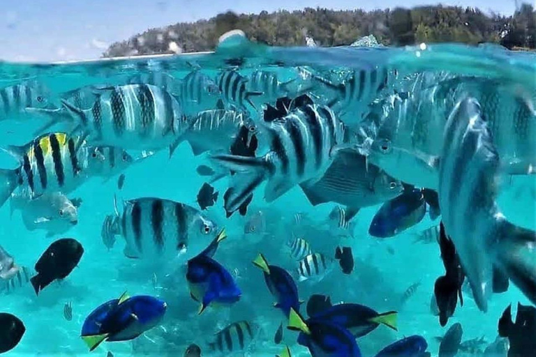 Zanzibar: Błękitna Laguna, rozgwiazdy, nurkowanie i rejsTransport z hotelu w dowolne miejsce na Zanzibarze ze wszystkimi biletami wstępu