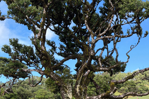 West Jeep tour Madeira: Fanal, Seixal beach, Vulcaninc Pools