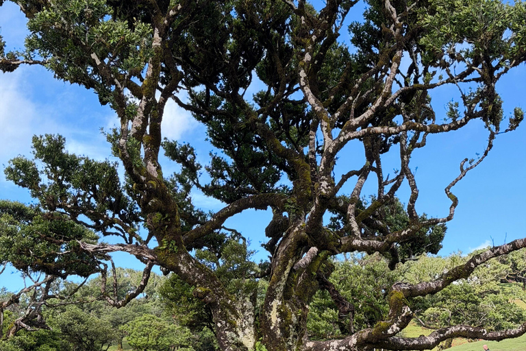 West Jeep tour Madeira: Fanal, Seixal beach, Vulcaninc Pools