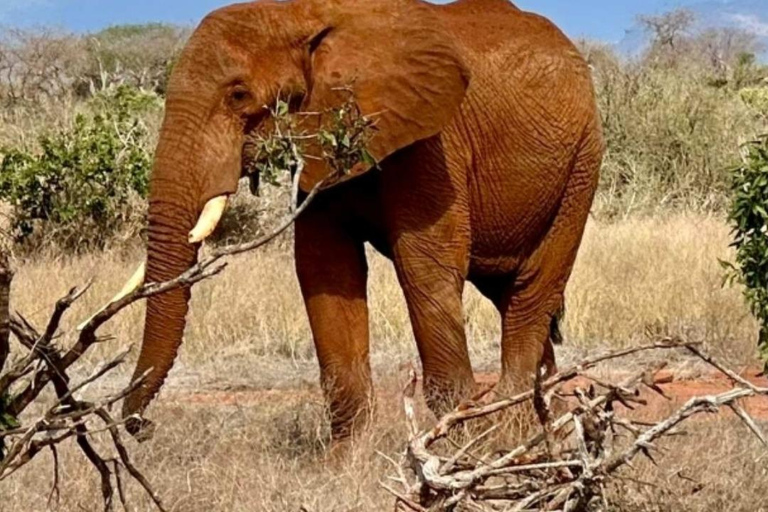 Von Mombasa/Diani: 3-tägige Tsavo Ost und Amboseli Safari3 Tage Tsavo Ost und Amboseli