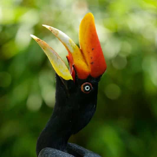 Singapore: Bird Paradise Entry Ticket