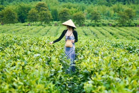 Hangzhou: Tea Picking, Tea Hills Hike & BBQ