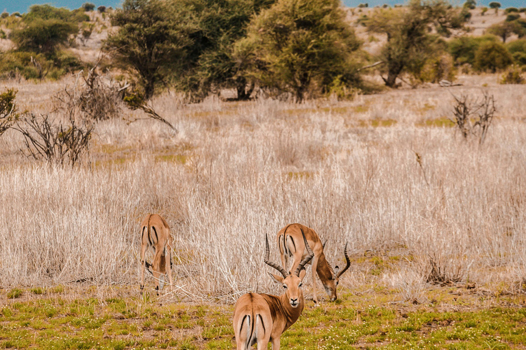 Arusha: 2 Tage Safari Arusha und Ngorongoro