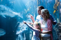 Chicago, Pase con todo incluido con más de 25 atracciones - Housity