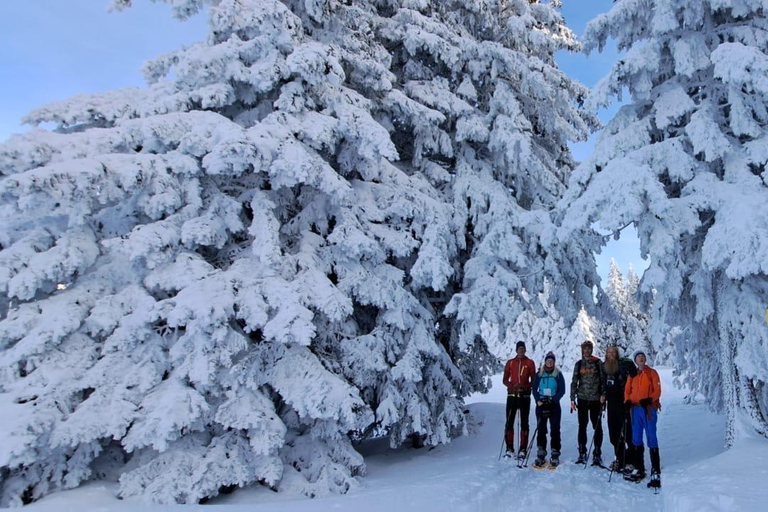 Ehrwald : Randonnée en raquettes à Zugspitze avec vue sur les montagnes