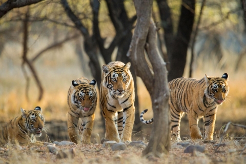 From Jaipur: Private Ranthambore Day Trip with Tiger Safari Ranthambore Tiger Safari by Jeep