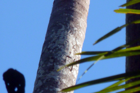 From Puerto Maldonado: 2-Day Tambopata Jungle Tour