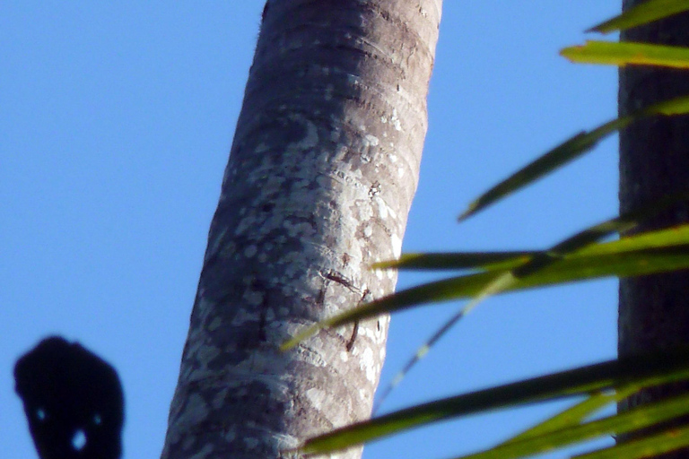 From Puerto Maldonado: 2-Day Tambopata Jungle Tour