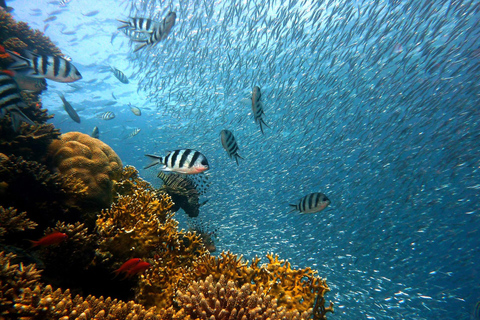 KhaoLak: Similan Islands Lazy Morning Snorkeling Catamaran