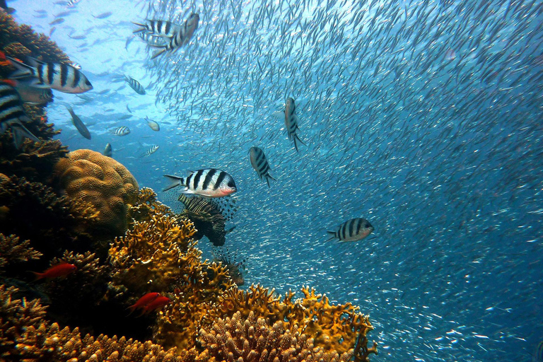 KhaoLak: Similan Islands Lazy Morning Snorkeling Catamaran