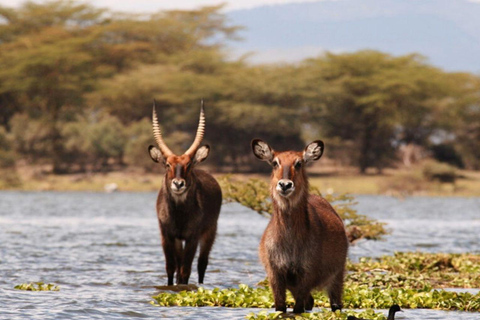 Nairobi: Lake Nakuru National Park Day Trip with Pickup