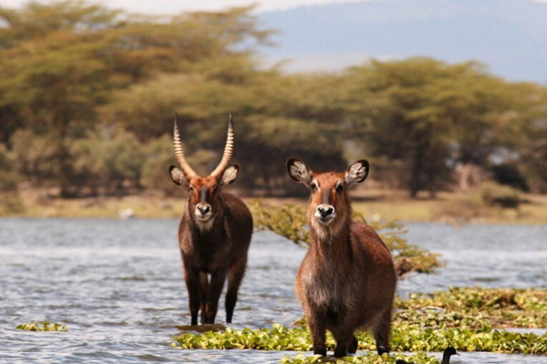 Nairobi: Lake Nakuru National Park Day Trip with Pickup