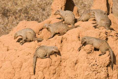 Arusha : expérience culturelle et safari masaï de 5 joursArusha : expérience culturelle masaï et safari de 5 jours