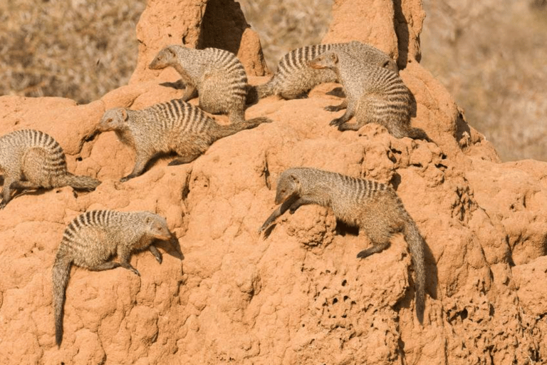 Arusha : expérience culturelle et safari masaï de 5 joursArusha : expérience culturelle masaï et safari de 5 jours