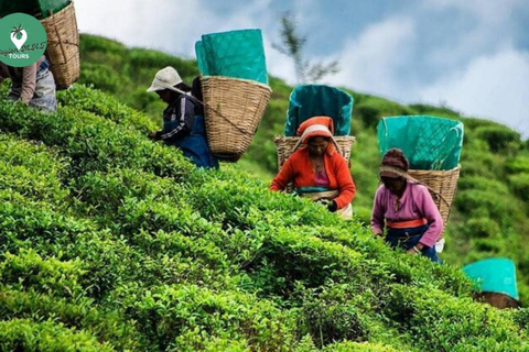 Kandy: Nuwara Eliya Tag Erkundung per Tuk Tuk mit ortskundigem Guide