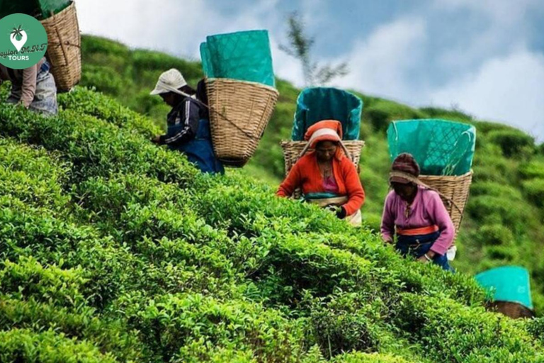 Kandy: Nuwara Eliya Tag Erkundung per Tuk Tuk mit ortskundigem Guide