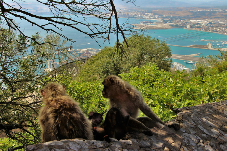 Gibraltar and Mijas Day Trip with Free Time from MálagaGibraltar and Mijas from Train Station of Málaga