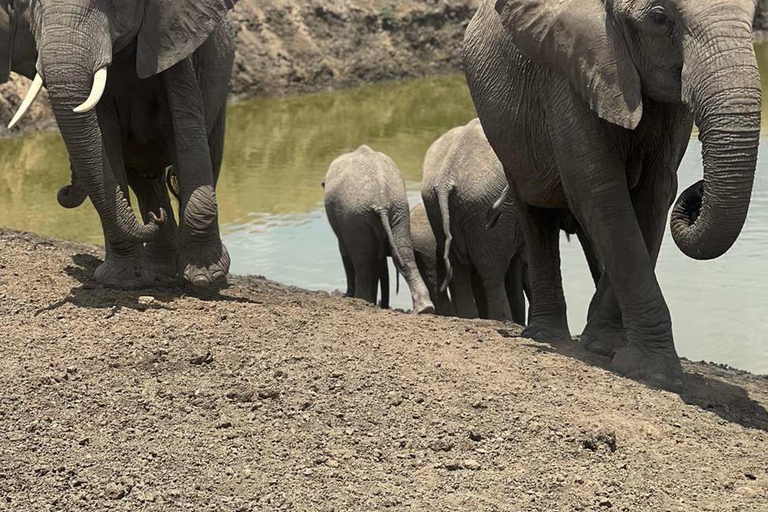 From Zanzibar: 3-Day Mikumi Wildlife Safari, 2 Nights