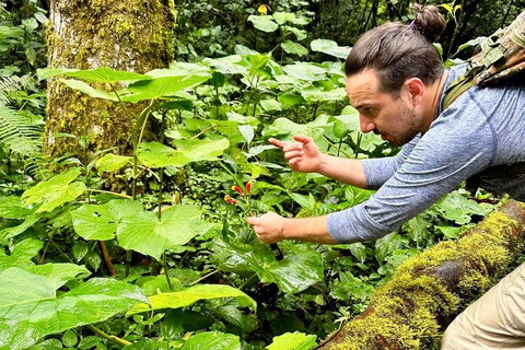 Boquete: Geführte Wanderungen durch den Nebelwald