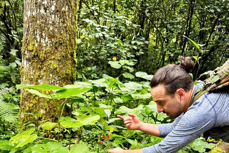 Boquete: Caminhadas guiadas pela floresta nublada