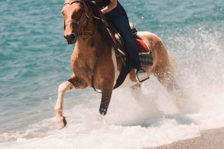 Horseback riding through dunes and pine forests to the beach in Side Horseback riding through dunes and pine forests to Side Beach