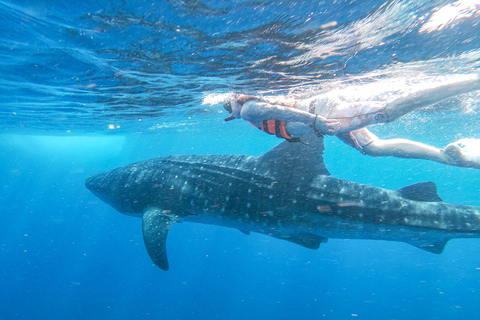 Aventure avec le requin-baleine depuis Isla Mujeres