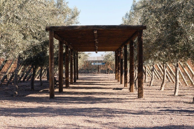 Mendoza: Wine and Olive Oil Experience in Maipú