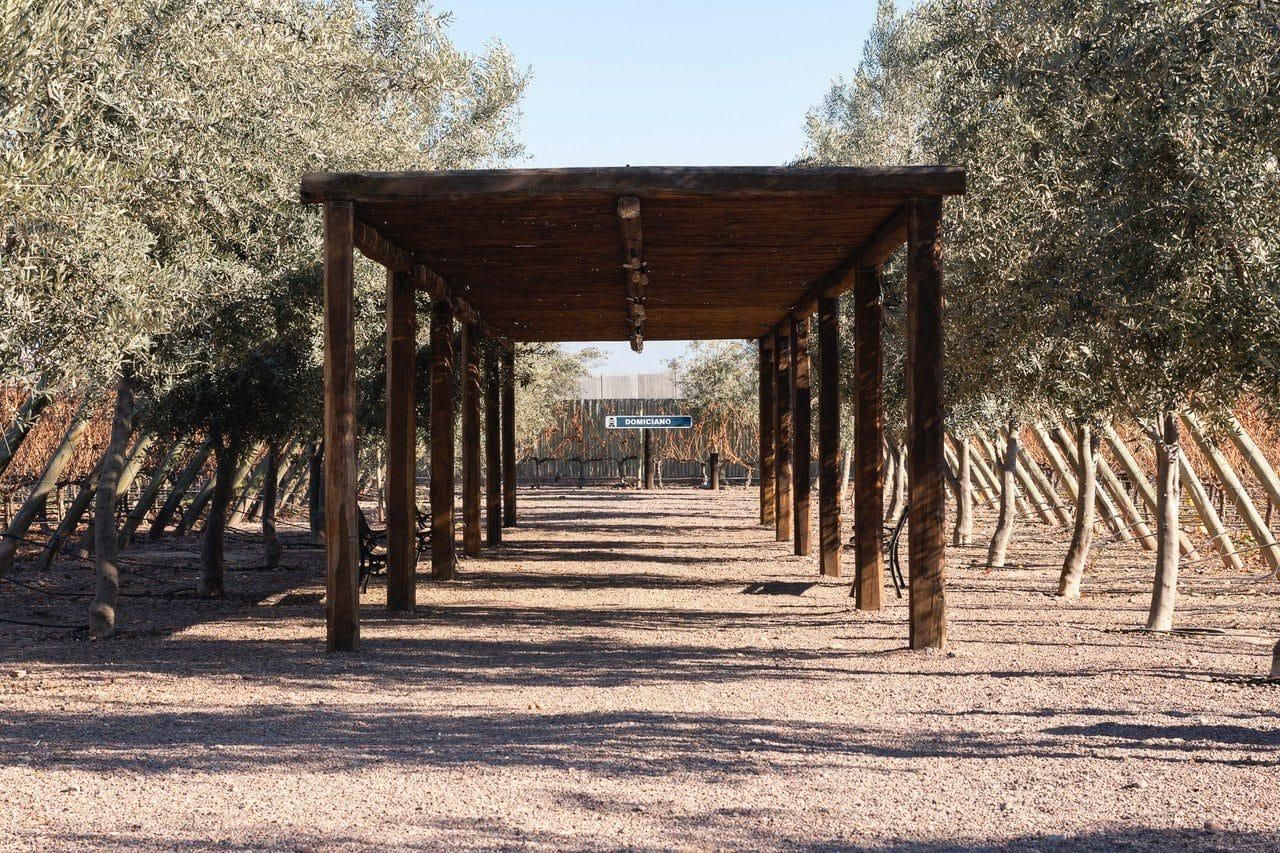 Mendoza: Wein- und Olivenöl-Erlebnis in Maipú