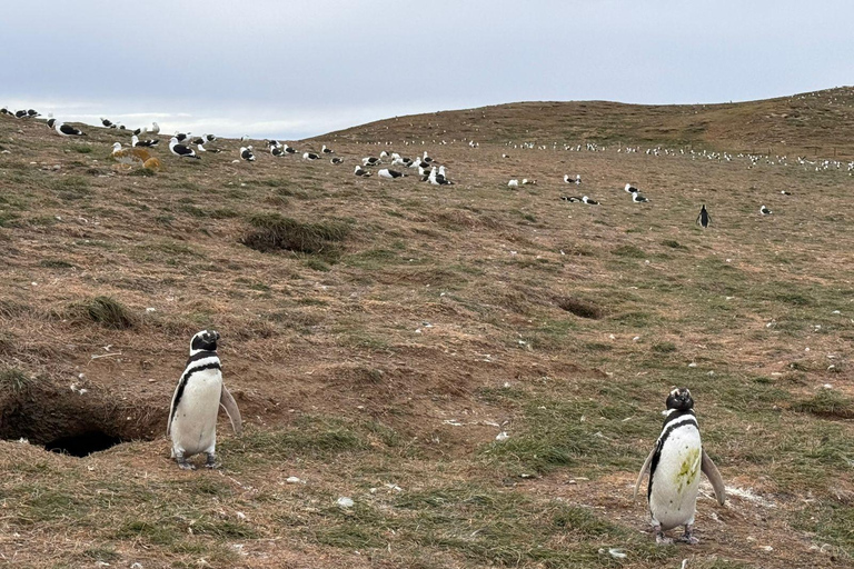 Magdalena Island Natural Monument Tour