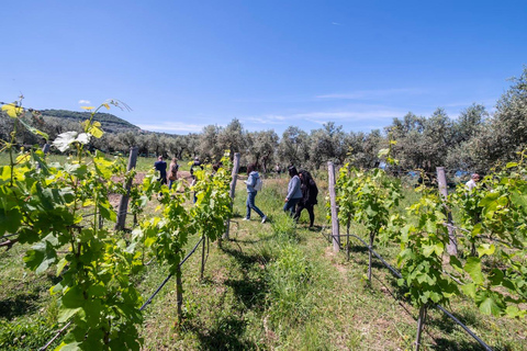 Sorrento: 2-Hour Wine Tasting Experience and Vineyards Tour Option 1: 5 Wines Tasting