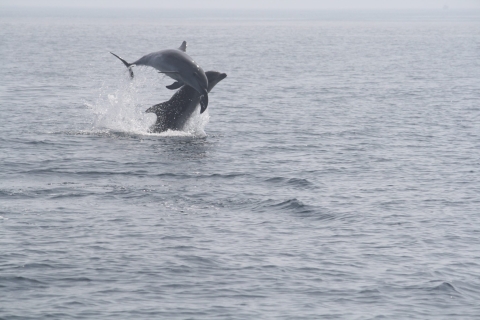 Wycieczka z obserwacją delfinów