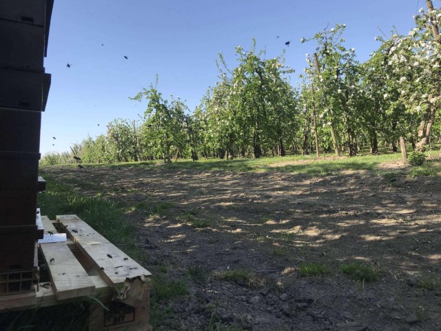 Visit Denée  visit of beehives with tasting of local honey in Lac de l'Eau d'Heure
