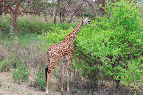 Nairobi National Park: Half-Day TripNairobi National Park: Half-Day Trip in a 4X4