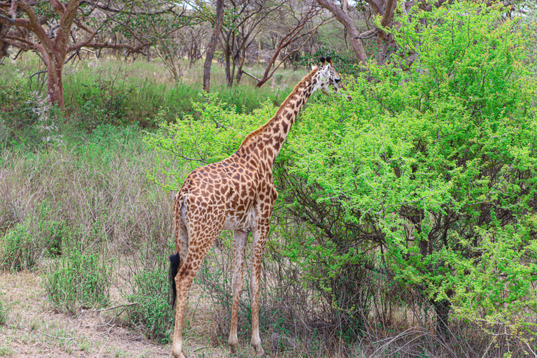 Nairobi National Park