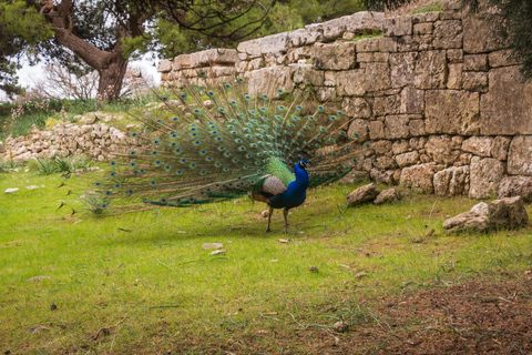 Rhodes: Filerimos & Valley of the Butterflies & Wine Tasting Tour With Pick up From FALIRAKI & KALLITHEA