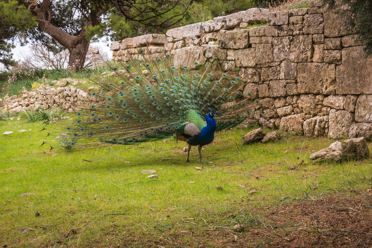 Rhodes: Filerimos & Valley of the Butterflies & Wine Tasting Tour With Pick up From FALIRAKI & KALLITHEA