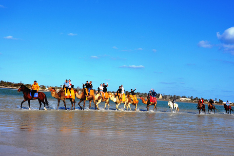 DJERBA: KAMEEL EN PAARD (2U30).