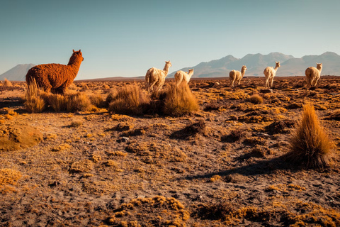 AREQUIPA: COLCA CANYON 2 GIORNI E NOTTE