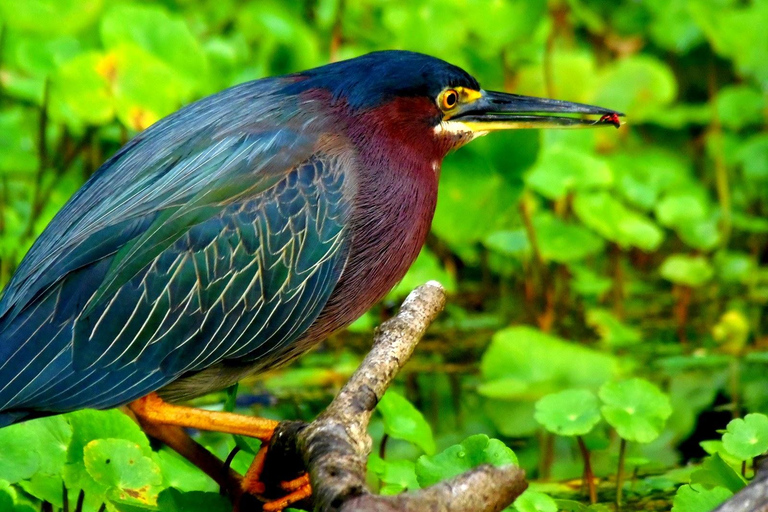 Tortuguero: Kanutour und Wildtierbeobachtung