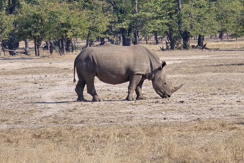 Livingstone: Mosi-oa-Tunya National Park White Rhino Tour