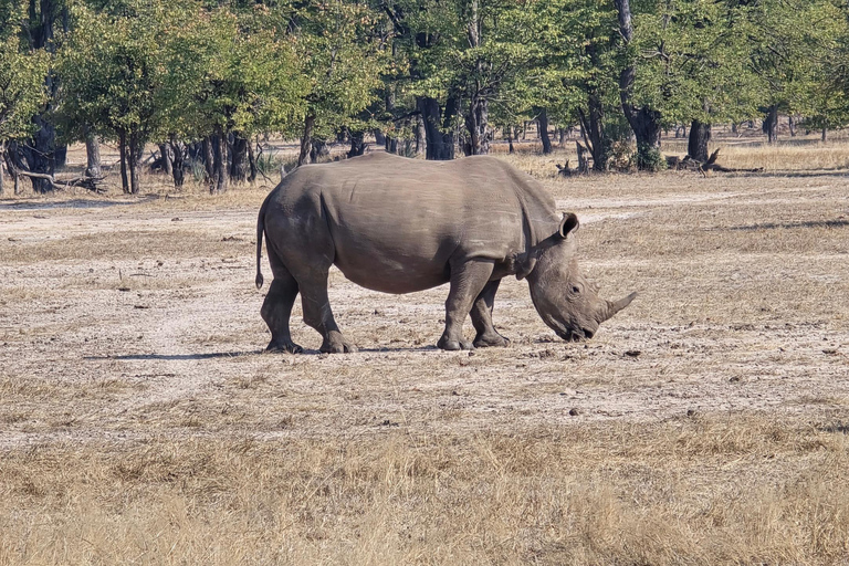 Livingstone: Mosi-oa-Tunya National Park White Rhino Tour