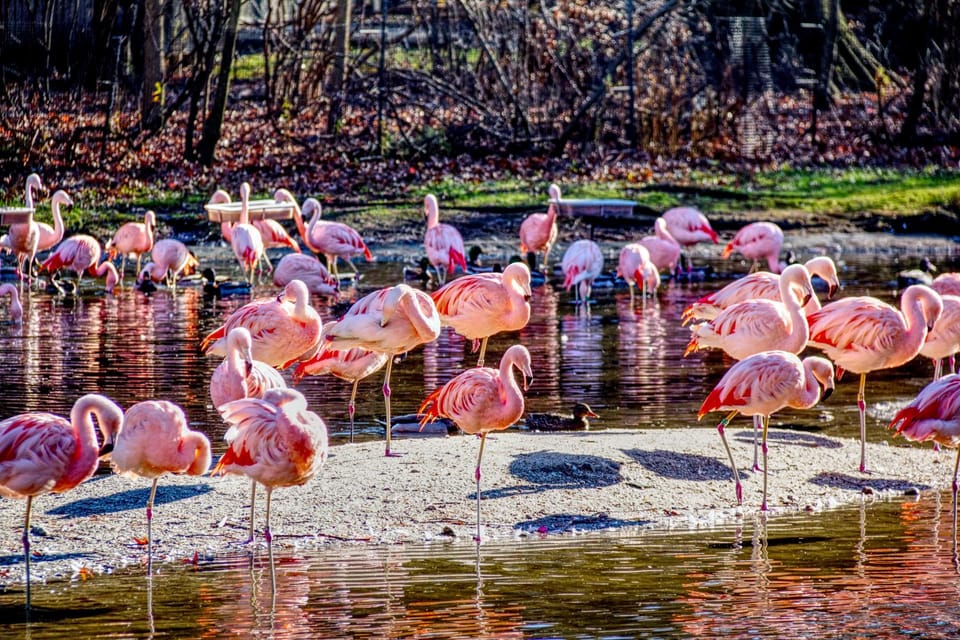 Skip-the-line Tickets für den Bronx Zoo mit privatem Transfer