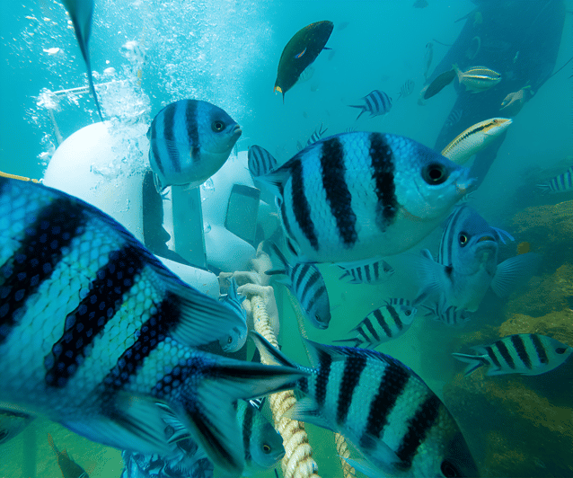 Sabah: Dreamer Island Snorkeling Day Tour Ticket | GetYourGuide