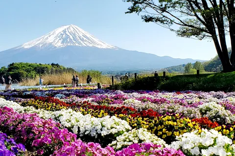 Guided Mt. Fuji & Hakone Tour GREEN NUMBER PLATES
