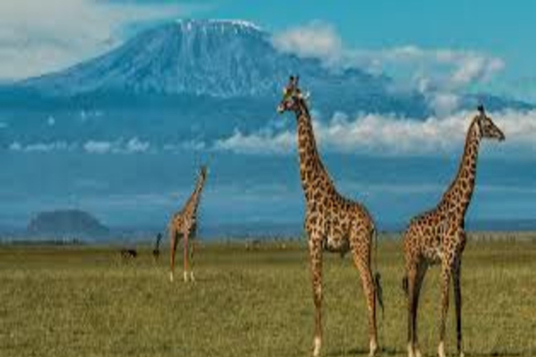 Kenya: 10-Day Bird Watching Safari with Accommodation