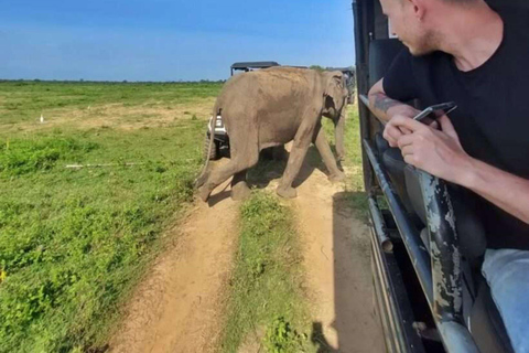 From Colombo: Dambulla, Sigiriya, and Jeep Safari Day Trip